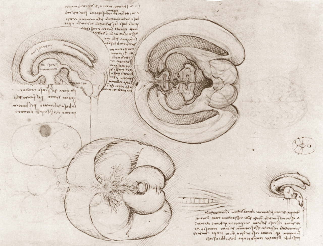 Leonardo+da+Vinci-1452-1519 (763).jpg